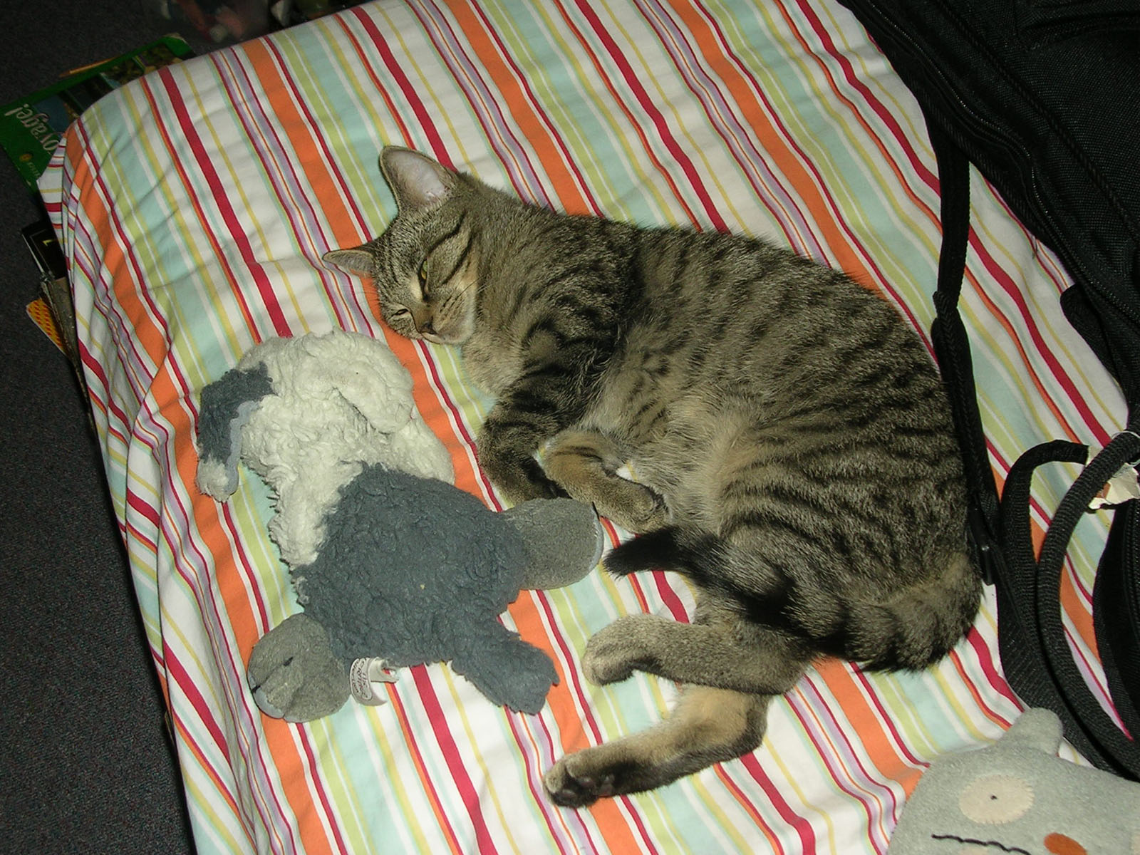 Declan and Fifi